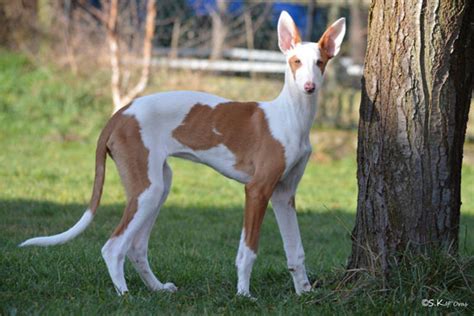 venta podencos|Podenco Züchter und Welpen in Deutschland